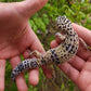 Female Bold White & Yellow Leopard Gecko