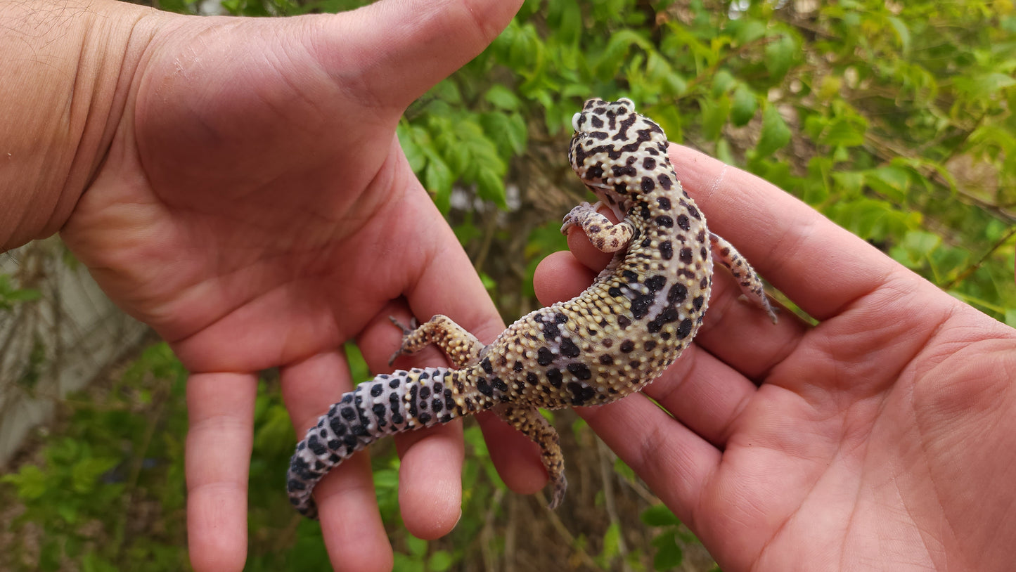 Female Bold White & Yellow Leopard Gecko