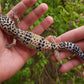 Female Bold White & Yellow Leopard Gecko