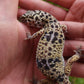 Female Bold White & Yellow Leopard Gecko