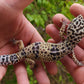 Female Bold White & Yellow Leopard Gecko