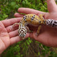 Female Hyper Xanthic Bold Leopard Gecko (High White Sides)