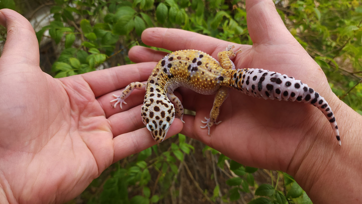 Female Hyper Xanthic Bold Leopard Gecko (High White Sides)