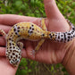 Female Hyper Xanthic Bold Leopard Gecko (High White Sides)