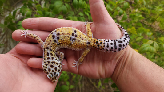 Female Hyper Xanthic Bold Leopard Gecko (High White Sides)
