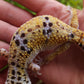 Female Hyper Xanthic Bold Leopard Gecko (High White Sides)