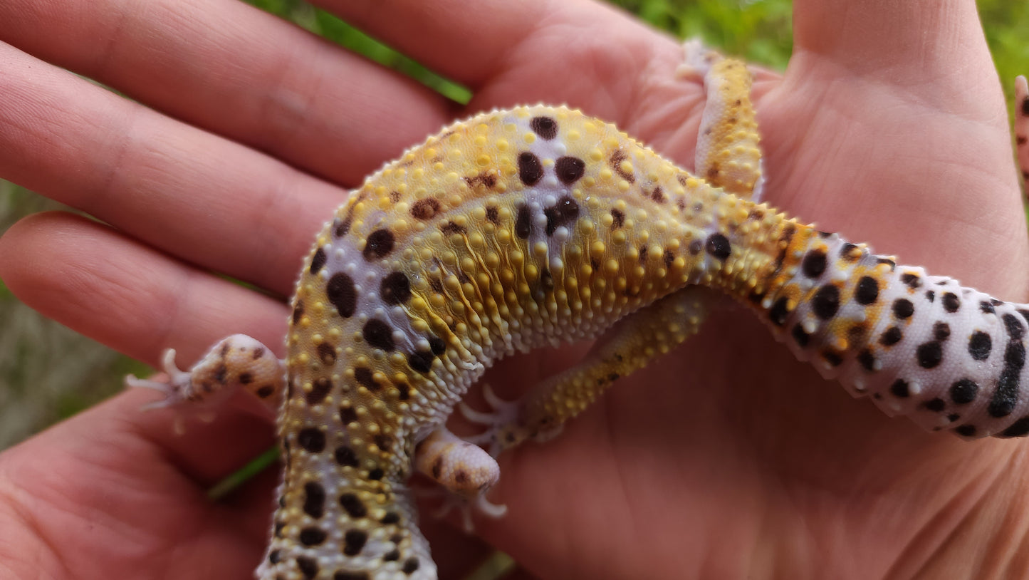 Female Hyper Xanthic Bold Leopard Gecko (High White Sides)