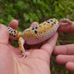 Female Hyper Xanthic Bold Leopard Gecko (High White Sides)