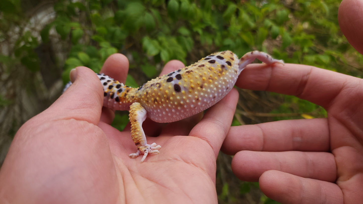 Female Hyper Xanthic Bold Leopard Gecko (High White Sides)