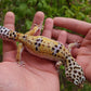 Female Hyper Xanthic Bold Leopard Gecko (High White Sides)