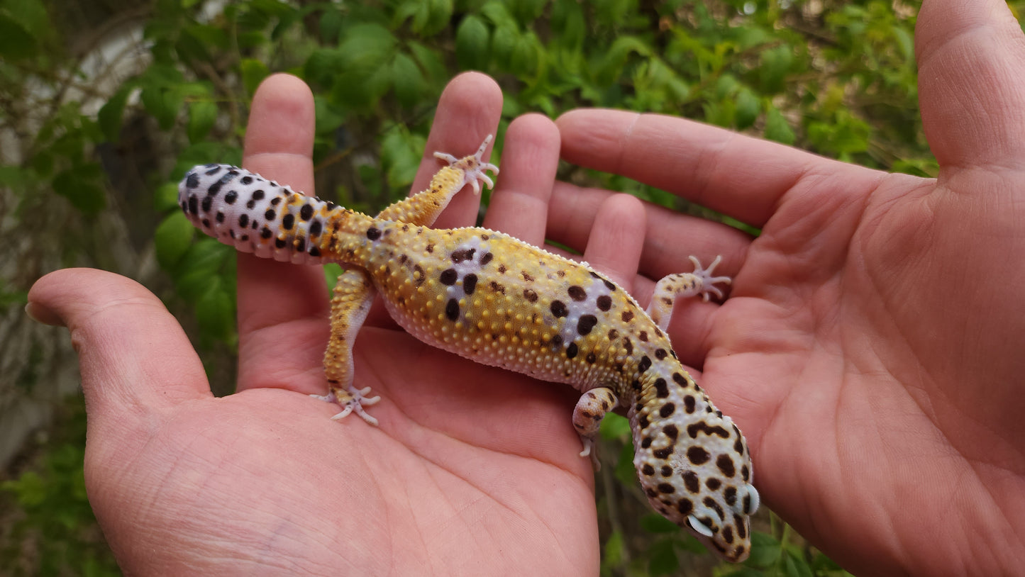 Female Hyper Xanthic Bold Leopard Gecko (High White Sides)