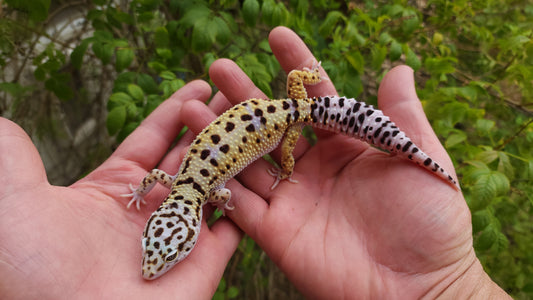 Female Fasciolatus Turcmenicus Macularius Cross Leopard Gecko