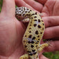 Female Fasciolatus Turcmenicus Macularius Cross Leopard Gecko