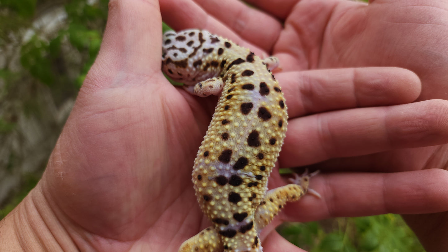 Female Fasciolatus Turcmenicus Macularius Cross Leopard Gecko