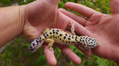 Female Fasciolatus Turcmenicus Macularius Cross Leopard Gecko