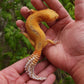 Female Inferno Tangerine Tremper Albino Reverse Stripe Leopard Gecko (Backwards Arm, Unique Pupil, & Small, Pet)