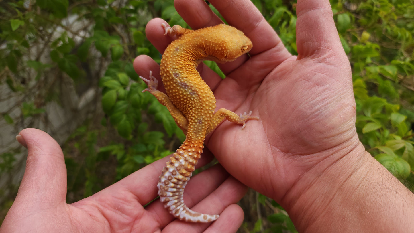 Female Inferno Tangerine Tremper Albino Reverse Stripe Leopard Gecko (Backwards Arm, Unique Pupil, & Small, Pet)