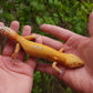 Female Inferno Tangerine Tremper Albino Reverse Stripe Leopard Gecko (Backwards Arm, Unique Pupil, & Small, Pet)