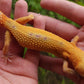 Female Inferno Tangerine Tremper Albino Reverse Stripe Leopard Gecko (Backwards Arm, Unique Pupil, & Small, Pet)