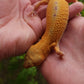 Female Inferno Tangerine Tremper Albino Reverse Stripe Leopard Gecko (Backwards Arm, Unique Pupil, & Small, Pet)