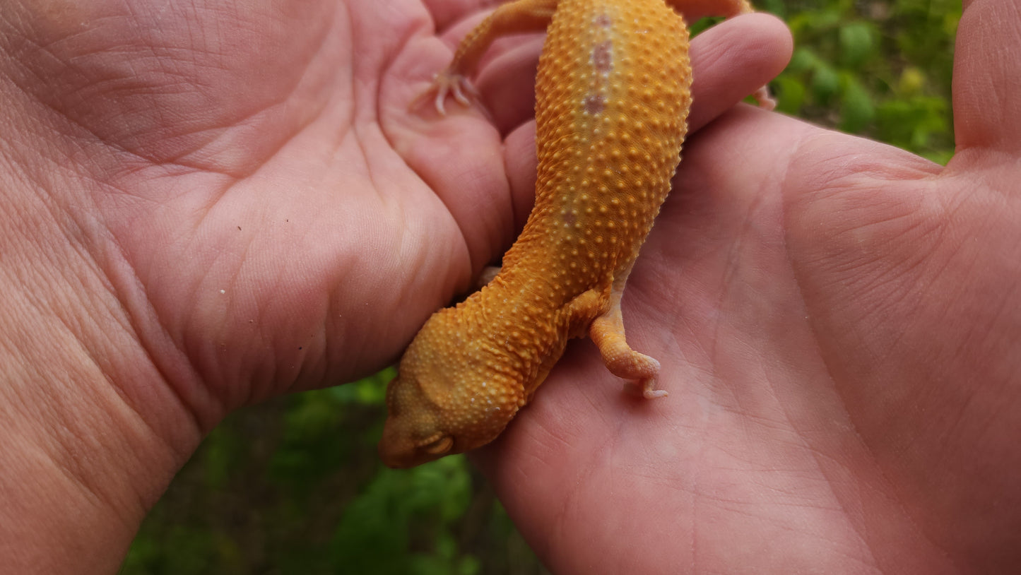 Female Inferno Tangerine Tremper Albino Reverse Stripe Leopard Gecko (Backwards Arm, Unique Pupil, & Small, Pet)