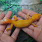 Female Mandarin Inferno Tangerine Tremper Albino Leopard Gecko