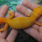 Female Mandarin Inferno Tangerine Tremper Albino Leopard Gecko
