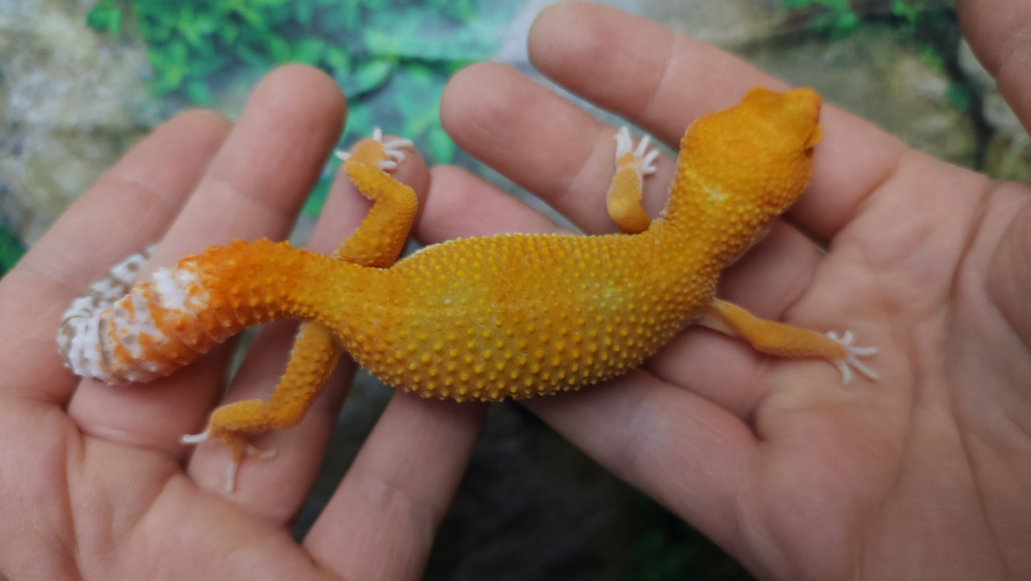 Female Mandarin Inferno Tangerine Tremper Albino Leopard Gecko