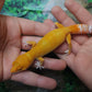 Female Mandarin Inferno Tangerine Tremper Albino Leopard Gecko