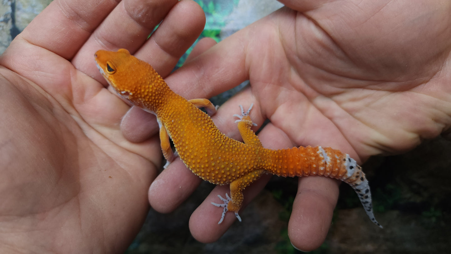 Female Mandarin Inferno Tangerine Emerine Leopard Gecko (Good Carrot Tail & Good Color)