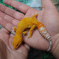 Female Mandarin Inferno Tangerine Emerine Tremper Albino Leopard Gecko