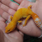 Female Mandarin Inferno Tangerine Emerine Tremper Albino Leopard Gecko