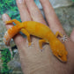 Female Mandarin Inferno Tangerine Emerine Tremper Albino Leopard Gecko