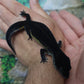Female Black Night Leopard Gecko (Extremely Dark)