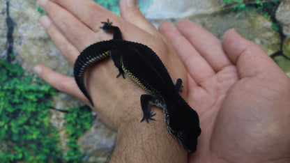 Female Black Night Leopard Gecko (Extremely Dark)