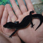 Female Black Night Leopard Gecko (Extremely Dark)