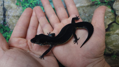 Female Black Night Leopard Gecko (Extremely Dark)