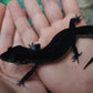 Female Black Night Leopard Gecko (Extremely Dark)