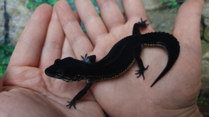 Female Black Night Leopard Gecko (Extremely Dark)