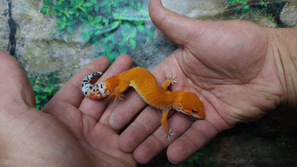 Female Mandarin Inferno Tangerine Leopard Gecko (Generation 2)