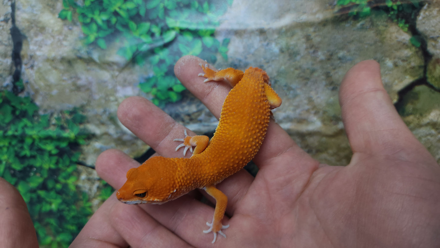 Female Mandarin Inferno Tangerine Leopard Gecko (Generation 2)