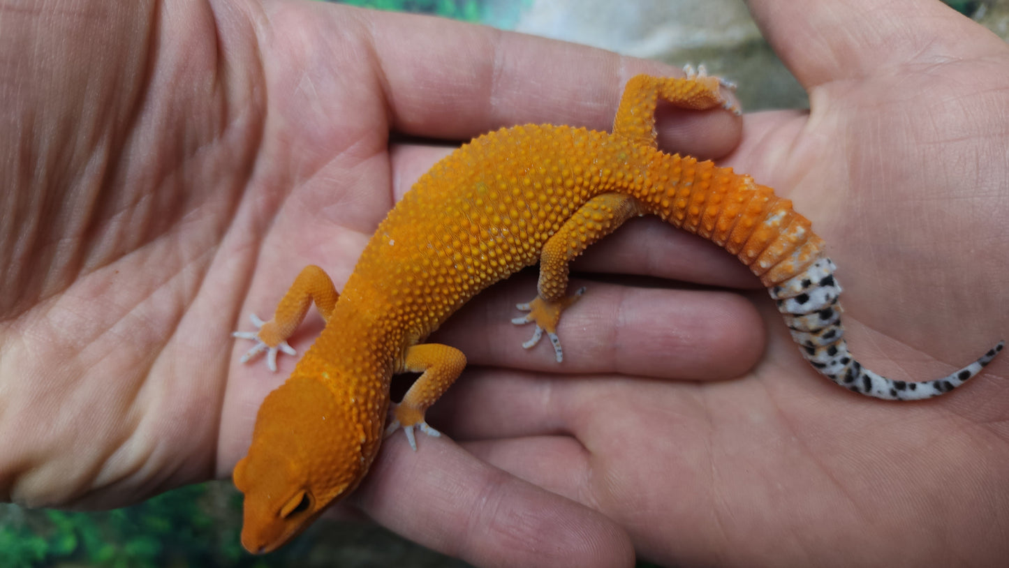 Female Mandarin Inferno Tangerine Emerine Leopard Gecko (Generation 2)