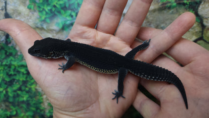 Female Black Night Leopard Gecko (Extremely Dark)