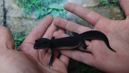 Female Black Night Leopard Gecko (Extremely Dark)