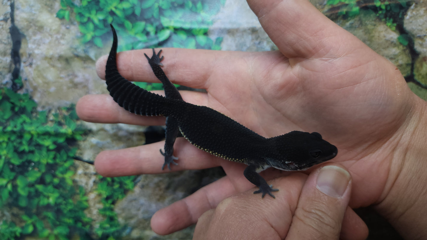 Female Black Night Leopard Gecko (Extremely Dark)