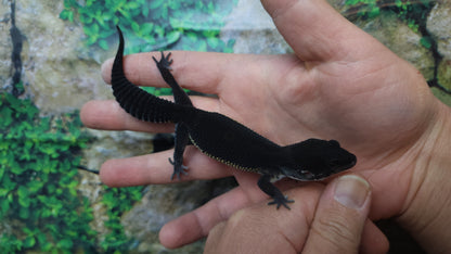 Female Black Night Leopard Gecko (Extremely Dark)