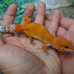 Female Mandarin Inferno Tangerine Emerine Leopard Gecko