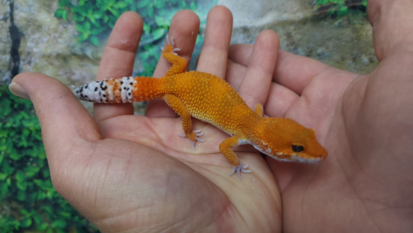 Female Mandarin Inferno Tangerine Emerine Leopard Gecko