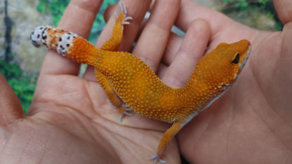 Female Mandarin Inferno Tangerine Emerine Leopard Gecko