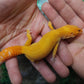 Female Mandarin Inferno Tangerine Emerine Tremper Albino Leopard Gecko (Good Carrot Tail)